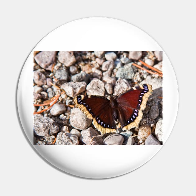 Mourning Cloak Pin by valentina9