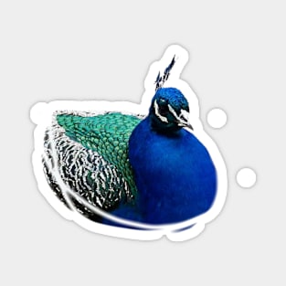 Peacock Magnet