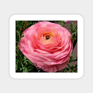 Pink Buttercup Magnet