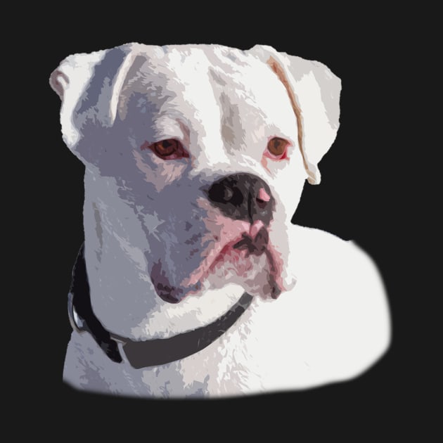 All White Boxer Dog Portrait by 3QuartersToday