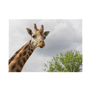 Giraffe Portrait T-Shirt