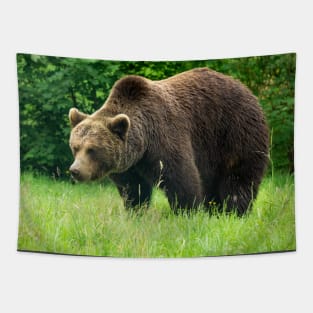 Brown bear Tapestry