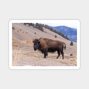 Bison Buffalo Adult Photograph Magnet