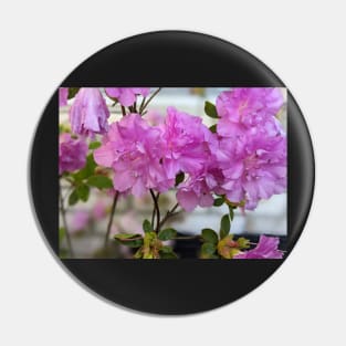 Cluster of Pink  Ruffled Flowers Against Brick Wall 2 Pin