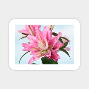 Lilium Roselily Isabella Double Oriental hybrid Lily Magnet