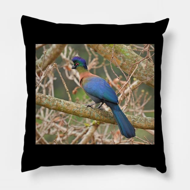 Purple-crested Turaco Pillow by Spazashop Designs