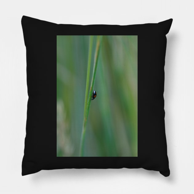 black ladybug Pillow by Shadow3561