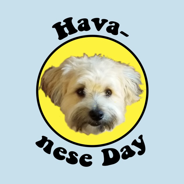 Havanese Day by matthew_greer