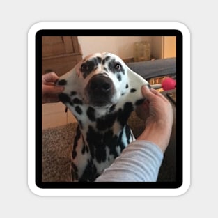 Dog Face Meme Magnet