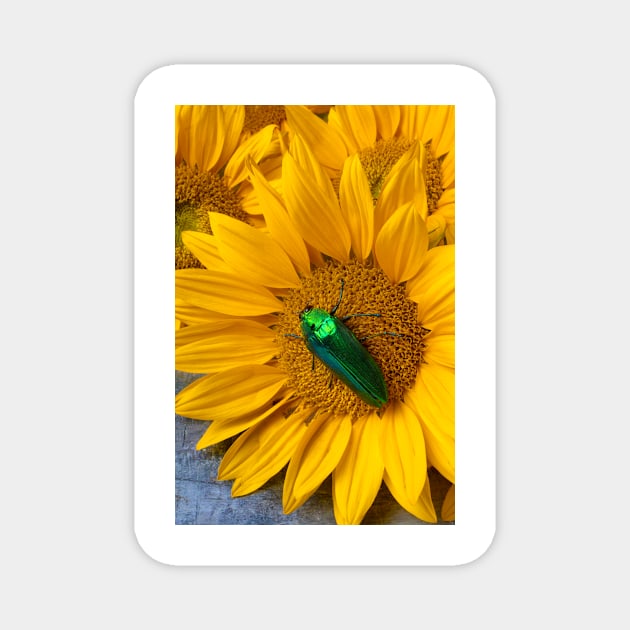 Large Green Beatle On Sunflower Magnet by photogarry