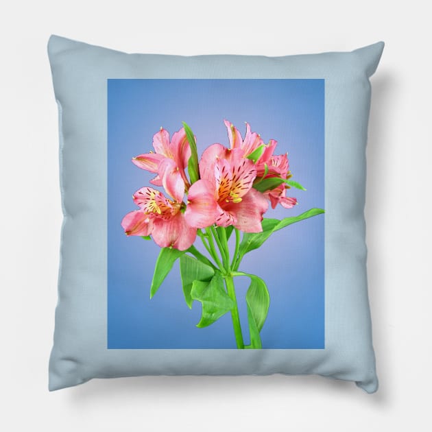 A bunch of pink Alstroemeria Lilly Pillow by ikshvaku