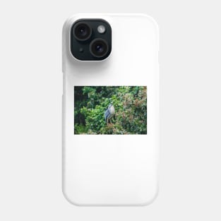 Black-crowned night heron in Honolulu Phone Case