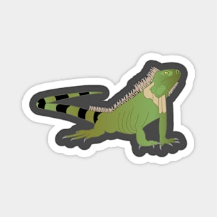 Reptile design, green iguana, wildlife gifts Magnet