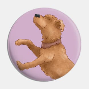 Curly dog breed wheat terrier. Pin