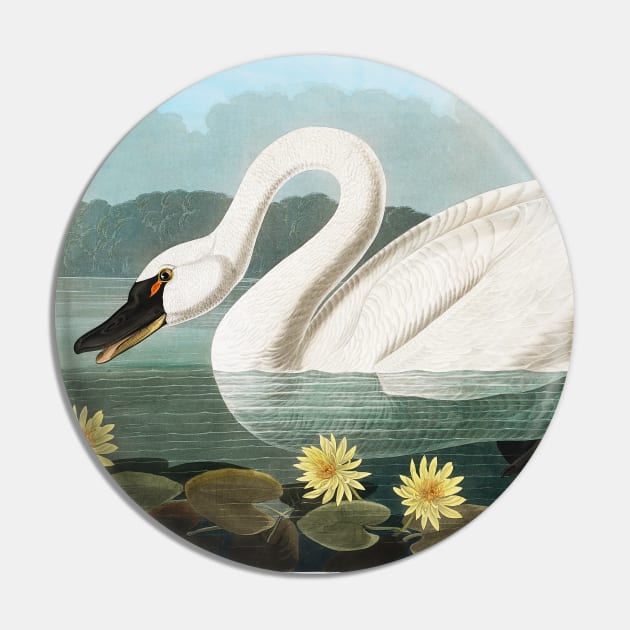 Common American Swan from Birds of America (1827) Pin by WAITE-SMITH VINTAGE ART