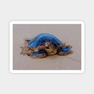 Yawning Sea Turtle Magnet