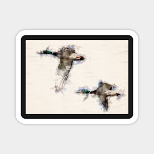 A Pair of Flying Mallard Ducks in Watercolor Magnet