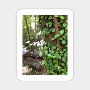 Vine Magnet