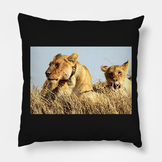 African Lions, Serengeti, Tanzania Pillow by Carole-Anne