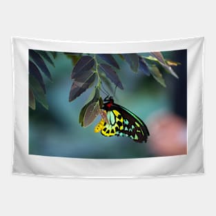 Cairns Birdwing With Eggs Tapestry