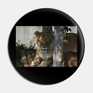 Lioness Pin