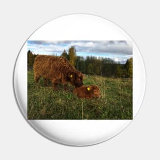 Scottish Highland Cattle Calves 1568 Pin