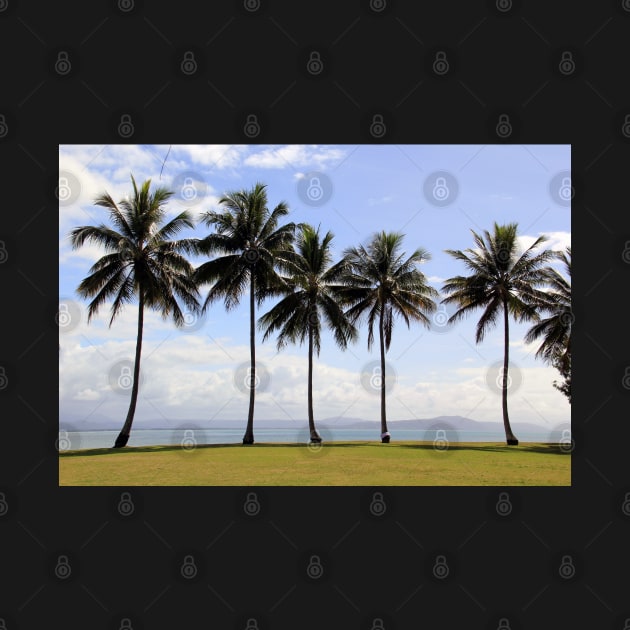 Coconut Palms, Rex Smeal Park, Port Douglas, Queensland by Kirkcov