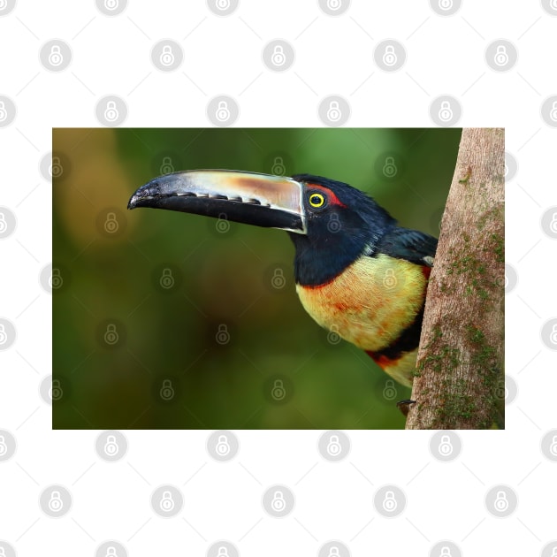 Collared Aracari (Pteroglossus torquatus) Costa Rica by Jim Cumming