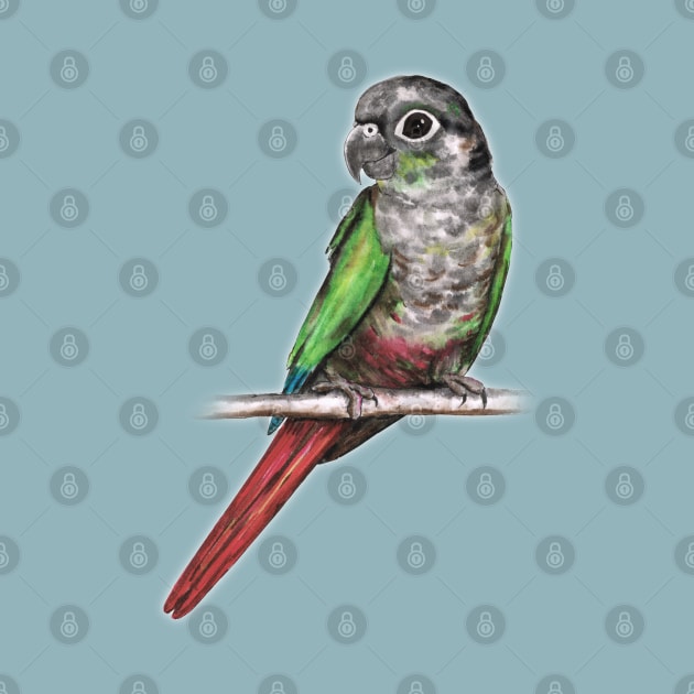 Green-cheeked conure by Bwiselizzy