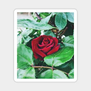 Red Rose Magnet