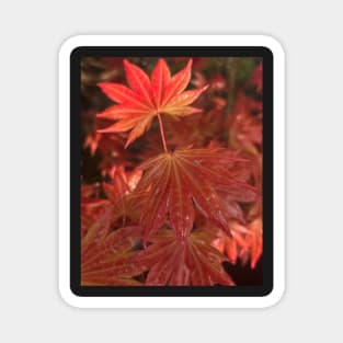 Fall Flame Orange Leaves of the Japanese Maple in the Rain Magnet