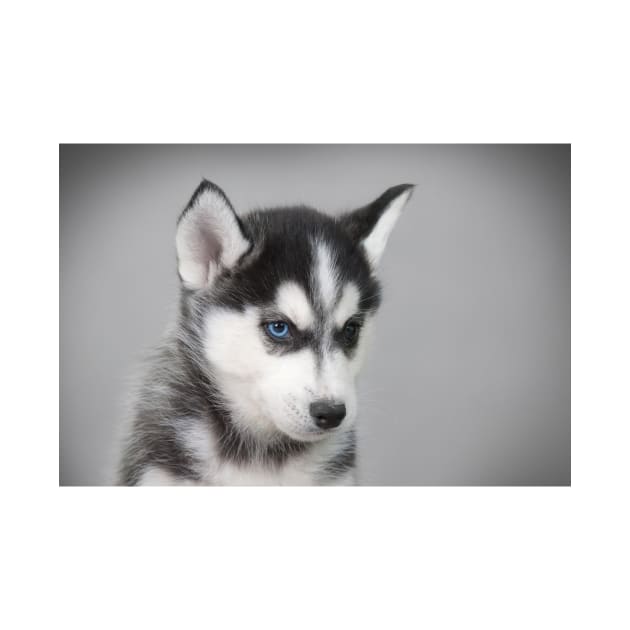 Husky puppy by PetsArt