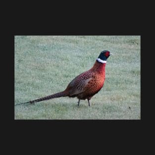Pheasant in the dewy grass T-Shirt