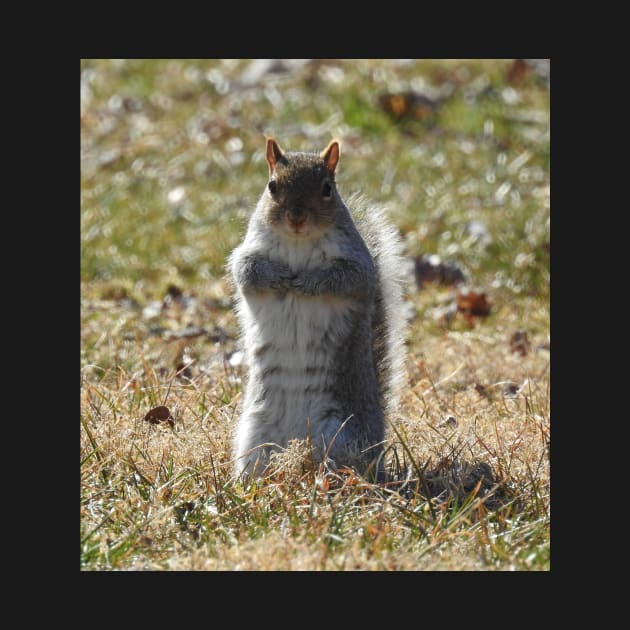 Wildlife gifts, eastern ground squirrel, nature, wild animals by sandyo2ly