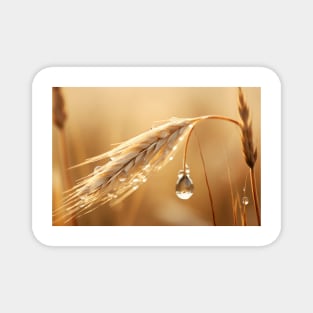 Wheat Water Drop Nature Serene Tranquil Magnet