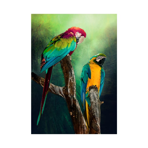 Macaw's Siesta Time by Tarrby