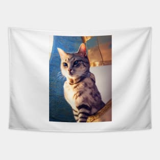 Knight cat: Poncharello Tapestry