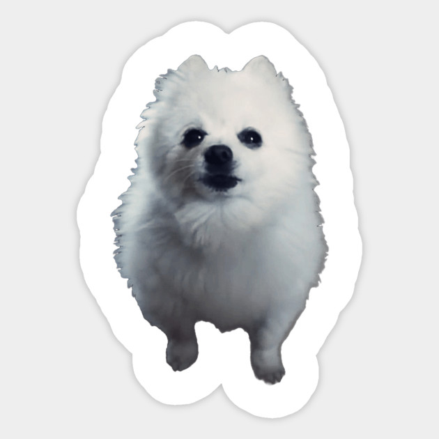 Meet The Real Dog Behind The Doge Meme The Barkpost