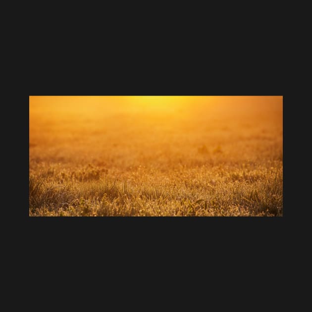 Sunrise Panoramic Spring background by 1STunningArt