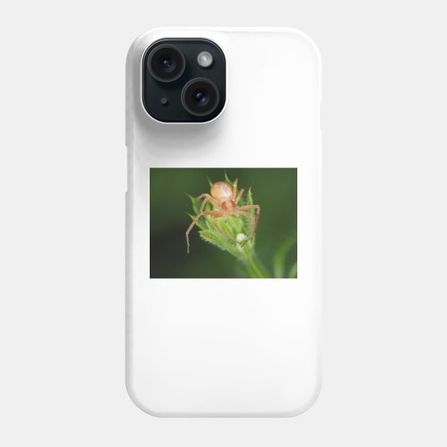 Spider identified as Philodromus sp. - running crab spider Phone Case by SDym Photography