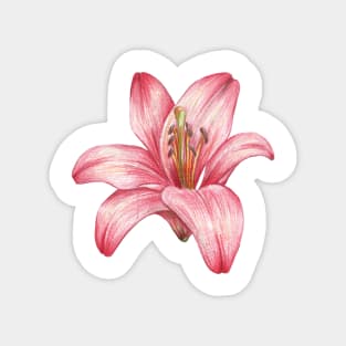 lily flower Magnet