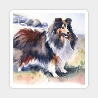 Shetland Sheepdog Watercolor Painting - Dog Lover Gifts Magnet