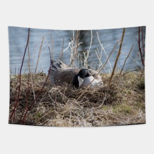 Canada Geese Nesting. Tapestry