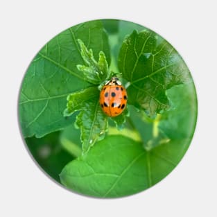 Red ladybug Pin