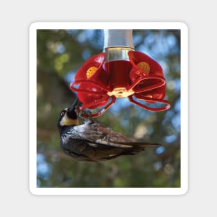 Acorn Woodpecker Raiding A Hummingbird Feeder Magnet