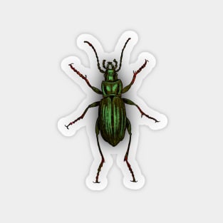 Bugs-7 Carabus Auratus Magnet