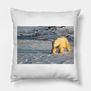 Polar Bear Walking in Footprints, Churchill, Canada Pillow