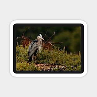 Relaxing Great Blue Heron Magnet