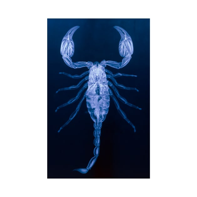 X-ray of the scorpion, Palamnaeus fulvipes (Z420/0010) by SciencePhoto