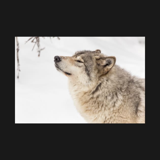 Timber wolf in winter by josefpittner